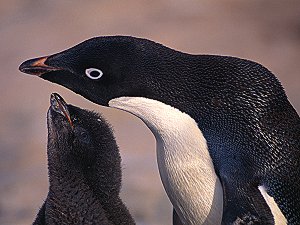 Adelie chick requesting his dinner