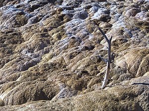 Mineral spring, Yellowstone