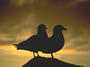 Couple of carnivorous skuas in Antarctica's midnight sun