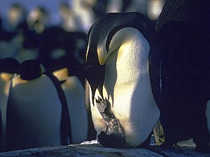 A newborn emperor chick getting his first dinner