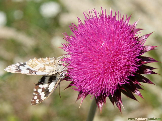 [20070623_103228_ButterflyThistle.jpg]
Same dead butterfly as above, from a different angle.