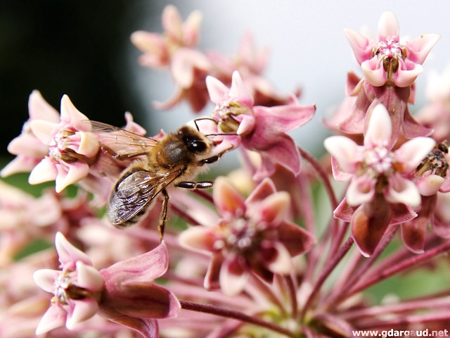 [20070624_121223_BeesOnPink.jpg]
Bee at work on pink flowers.