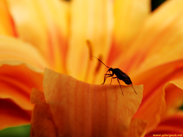 [20070624_123923_Orange.jpg]
Bug on orange hemerocal (?) lilium.