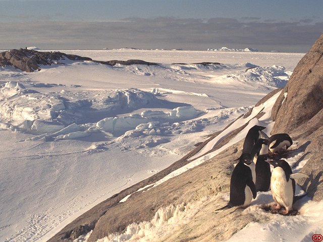 [SmallRookery.jpg]
A small rookery of only 3 breeding pairs situated on the Nunatak. In those small rookeries, eggs and chicks are exposed to attacks by skuas and giant petrels. Sound effect: adult adelie penguin.