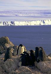 Adelie033 - Adelie penguins rookery