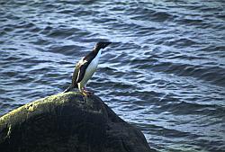 Adelie046 - Juvenile Adelie penguin out of the sea