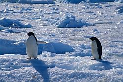 Adelie079 - Adelie penguins on sea ice