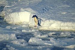 Adelie083 - Adelie penguin jumping into water