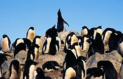 Adelie120 - Adelie penguin calling its mate from the middle of the rookery