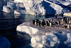 Adelie146 - Adelie penguins jumping in the air