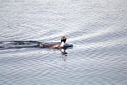 Adelie179 - Adelie penguins swimming in the sea