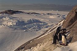 Adelie185 - Very small adelie penguins rookery