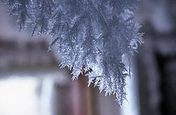 IceCrystals5 - Large crystal hanging from the ceiling of an underground storage area.