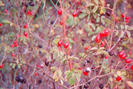 [20071029_173719_3D.jpg]
Rosa canina hips. In case you are wondering what those images are about, see my penguin page which contains more explanations.