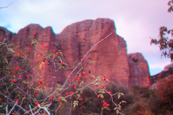 [20071029_173840_3D.jpg]
Rosa Canina below the tall walls of Malos de Riglos, Spain.