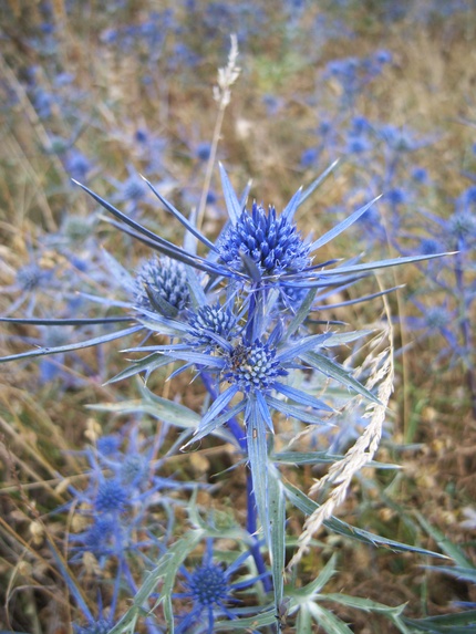 [20080812_184137_BlueThistle.jpg]
A blue thistle (Hydrangea?), typical of the Apennines.