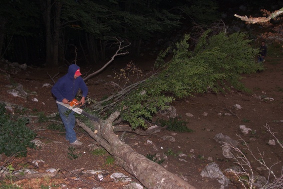 [20090804_065147_SalitaPiedi.jpg]
A tree is fell and leaves are collected.