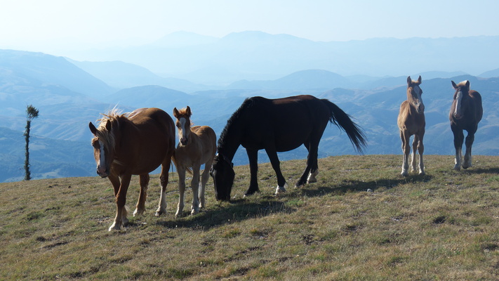 [20120810_074429_LaScarpa.jpg]
Group of semi-wild horses in the morning, next to the Biffa.