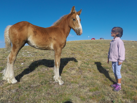 [20120810_074733_LaScarpa.jpg]
Aurora and a curious young horse.