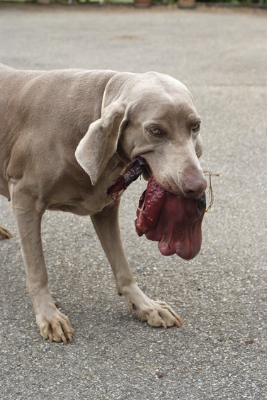 [20070504_144323_PistacheDisgusting.jpg]
Happy dog bringing a piece of rotting animal back for dinner. Feel the power of dog breath for the next 2 days...