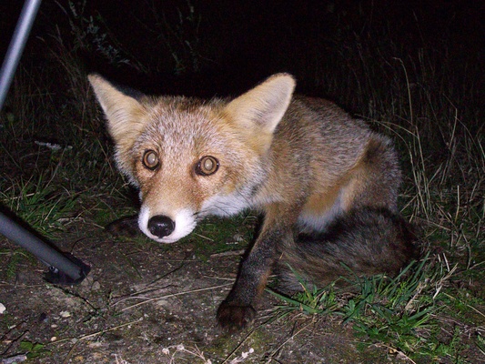 [20070907-214540_Fox.jpg]
Foxes don't live very long in the wild, only 2 or 3 years, although they can live 4 times longer in captivity. There's a famous ongoing russian experiment in taming foxes by quick selective breeding.