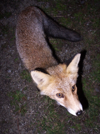 [20070908-211528_Fox.jpg]
We had to stash away food quickly when it first showed up, as it immediately ran away with a mostly empty packet of cookies.