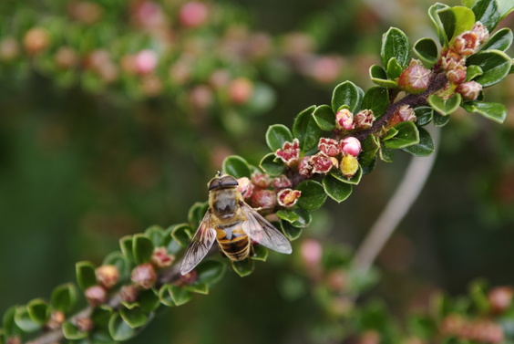 [20070504_171412_Bee.jpg]
Bee on a cotoneaster branch.