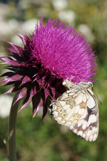 [20070623_103319_ButterflyThistle.jpg]
This unfortunate butterfly has been caught on a thistle flower like on velcro. I began to wonder why I could take pictures so easily and it didn't seem afraid, until I got a closer look and saw it was long dead and dessicated. Nice pose though.