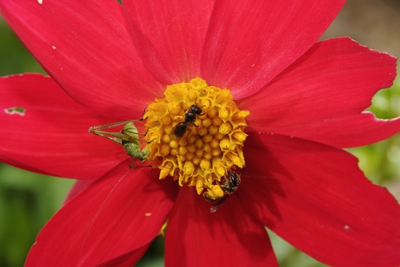 [20070624_114830_BugsSharingRedFlower.jpg]
Three bugs sharing a dahlia flower