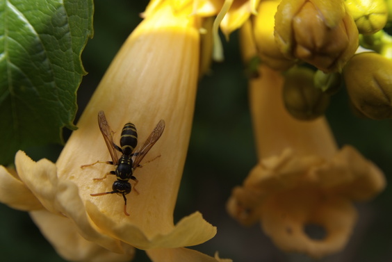 [20070624_160502_WaspsYellowFlower.jpg]
A yellowjacket wasp gathering sap off the surface of a trumpet vine (Campsis radicans) flower.