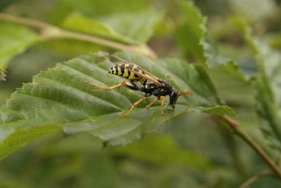 [20070624_173428_DrunkWasp.jpg]
Wasp and a drop of sap.