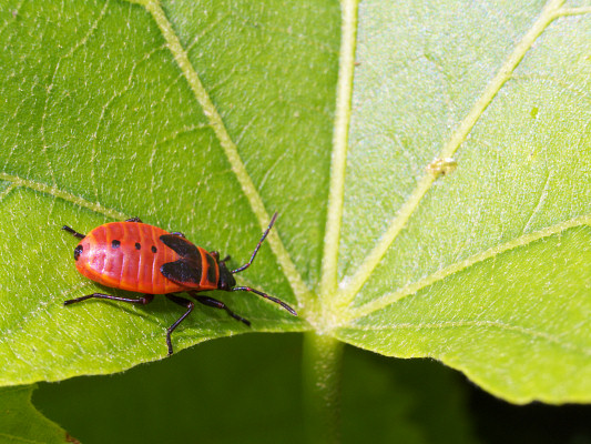 [20080818_103419_Insects.jpg]
Red insect on leaf.